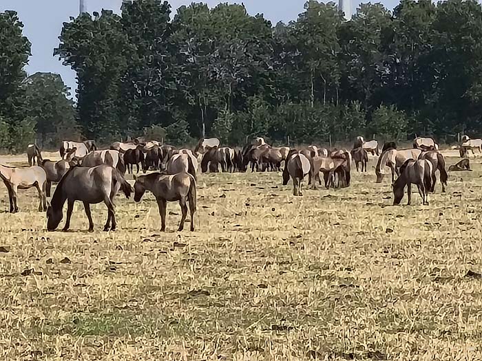 Wildpferde